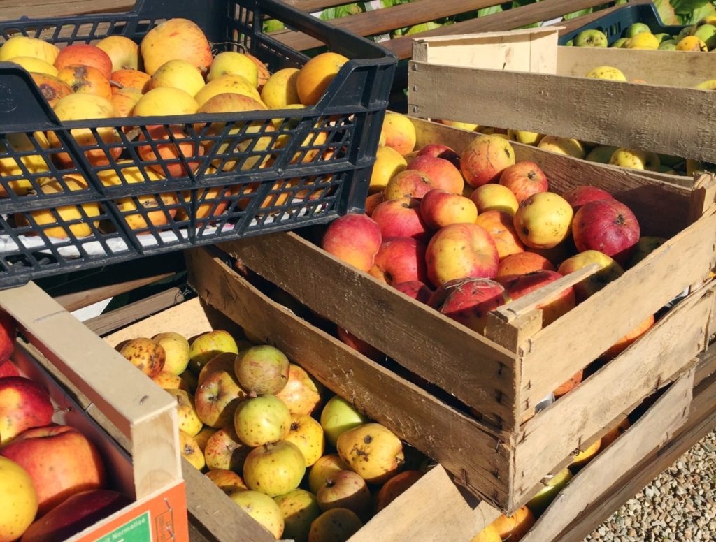 Apples for Calvados brandy of Normandy