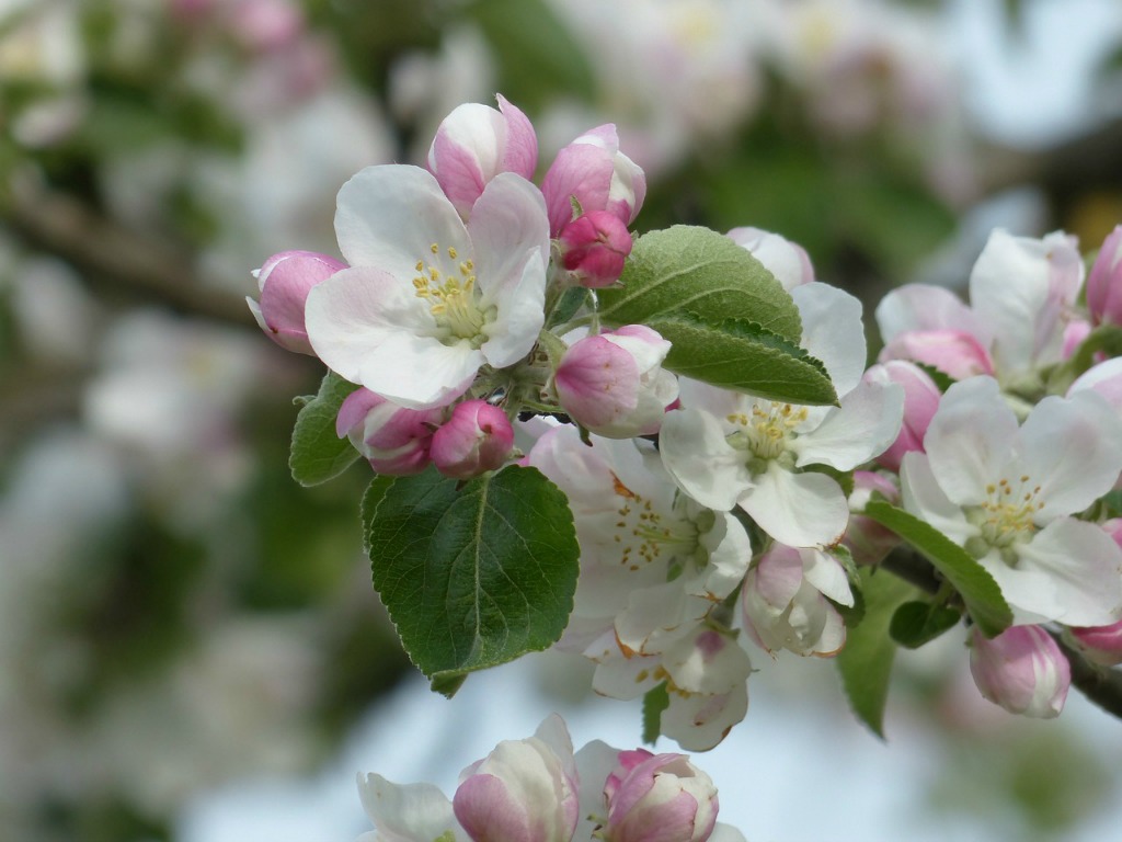 Apple blossom in beautiful garden in Normandy, France