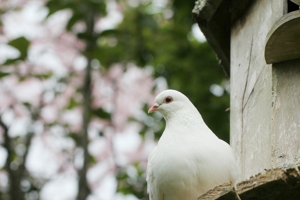 French Pigeonniers A French Collection