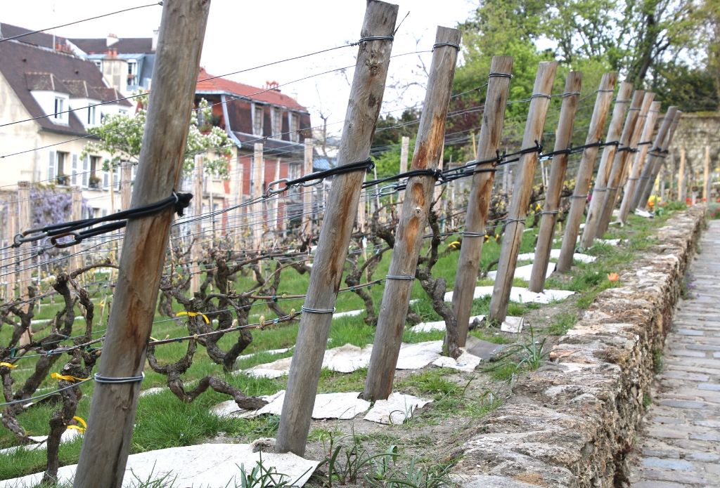 Clos Montmartre, the last vineyard in Paris