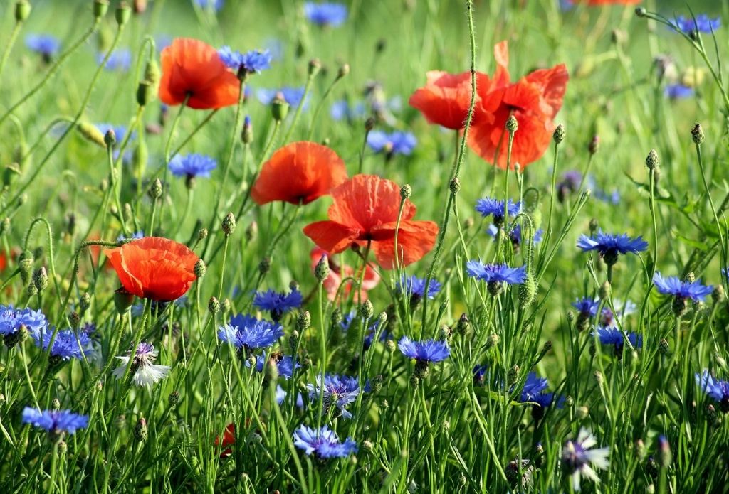 Armistice Day in France