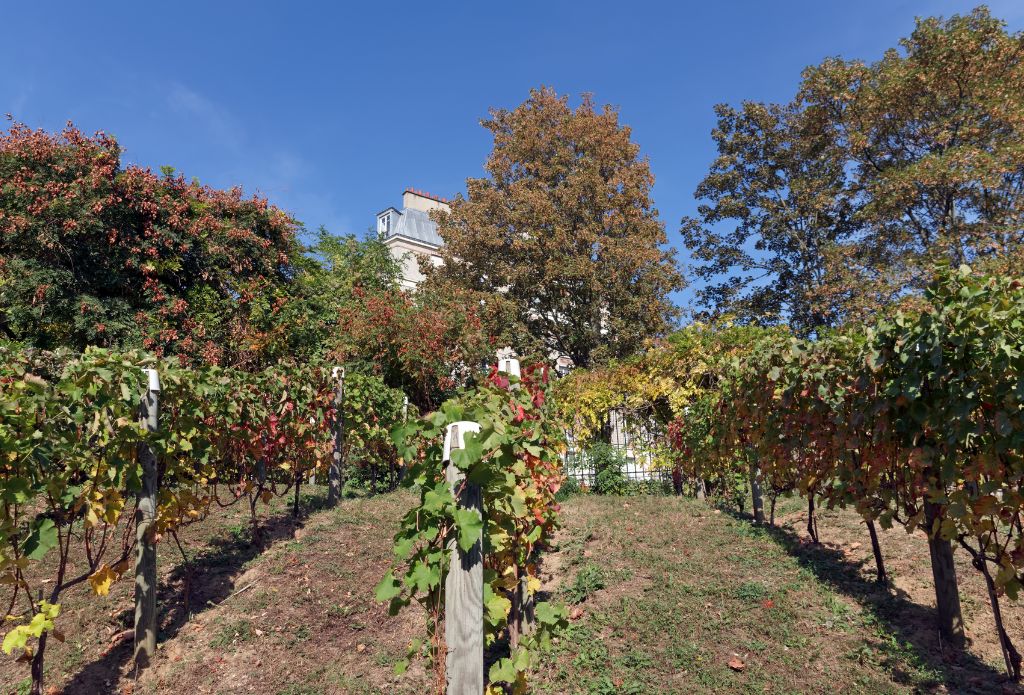 Paris Vineyards